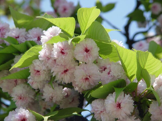 Cronología de los platos consumidos en ocasiones especiales
