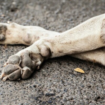 Timeline: Le Chiens d'Egletons