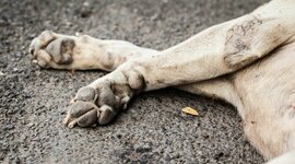 Timeline: Le Chiens d'Egletons