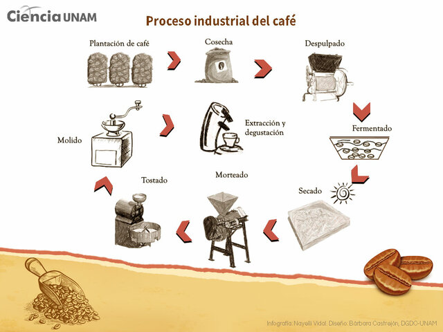 Producción de café