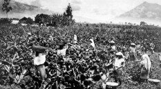 Pérdidas en la cosecha de cochinillas por las intensas lluvias en el territorio nacional