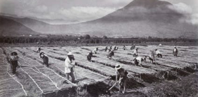 Aumento de producción agrícola