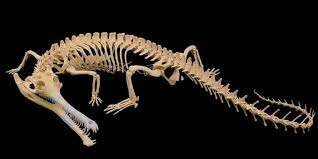 ¿Fósiles resultado de la extinción de animales en el diluvio de Dios?