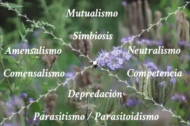 Sistemas en los organismos