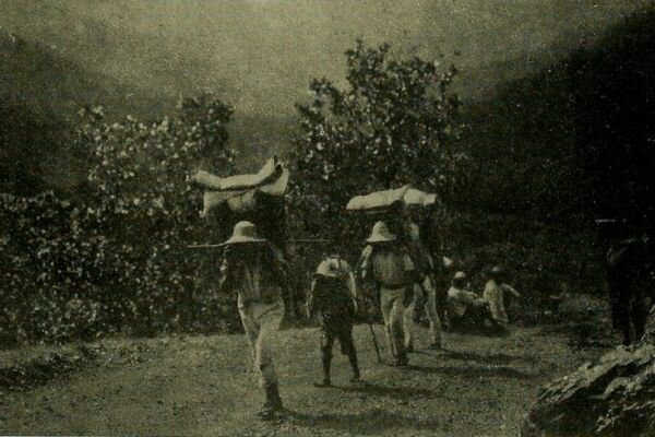 Descenso en la producción de maíz