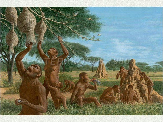 Australopithecus africanus