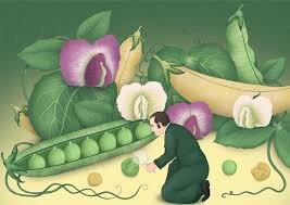 Leyes de la Herencia