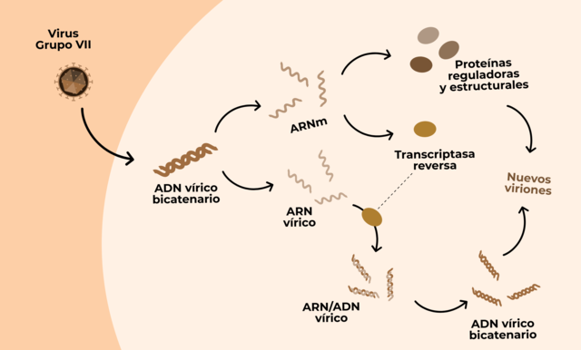 Mecanismo de replicación de los virus y estructura génica.
