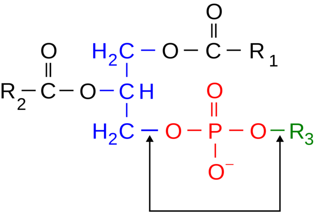 Estructura del ADN