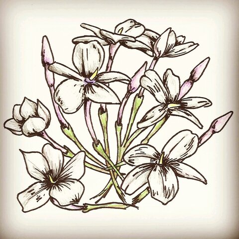 Sangre en los jazminez