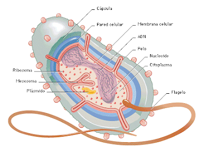 Sistema de Restricción de las Bacterias.