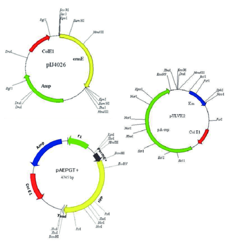 Mapa de Restricción del ADN