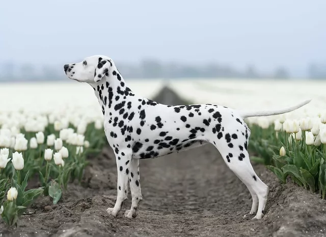 Lichtenbelt's Summer Breeze