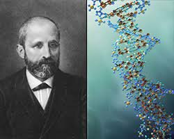 Descubrimiento de la "nucleína" por Friedrich Miescher