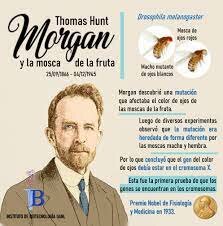 Thomas Morgan y sus estudios en moscas🪰