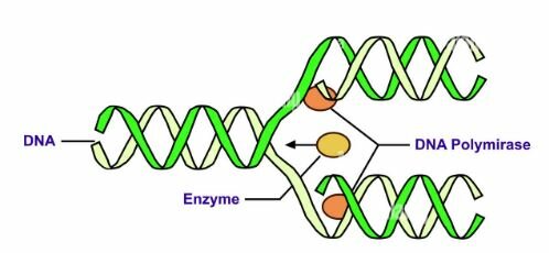 Martin Temin y David Baltimore