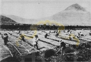 La transición hacia el café