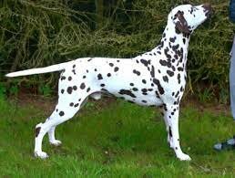 Spotnik's Golden Globe For Oriana