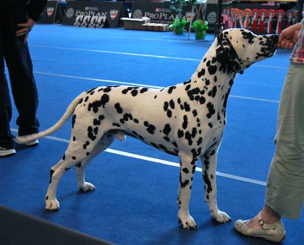 Knock On Heavens Door Raul