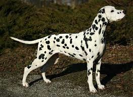 United Spots Pennsylvania