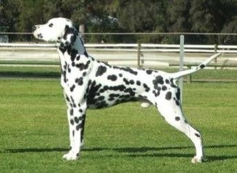 Alphadirato Future Brand