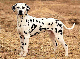 Spotnik's Special Selection