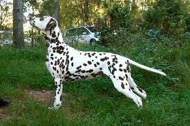 Spotnik 's Coffee Cream