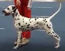 Lacrima Christi Cocaine