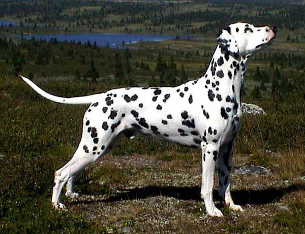 Bell-A-Mir's Elegant Envoy