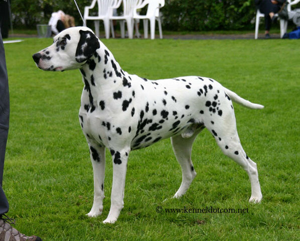 Dalmo's Elegant Edward