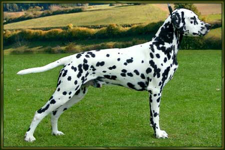 Timanka's Just Harvesting