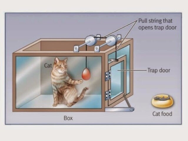 Edward Thorndike realiza experimentos con gatos, perros y gallinas.
