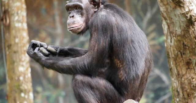 Edward Thorndike ¨Inteligencia animal¨