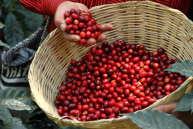 Promoción del Café  Guatemala