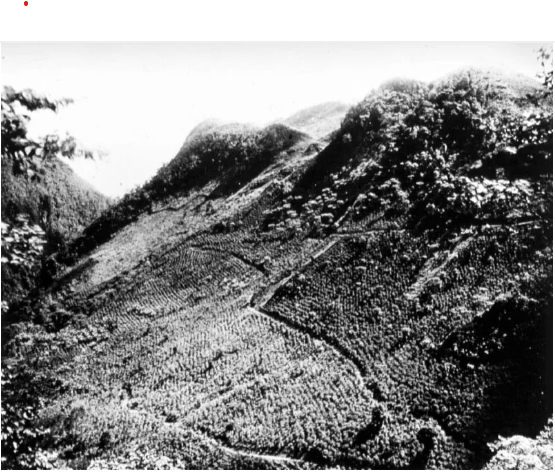 Alta Verapaz como región productora.