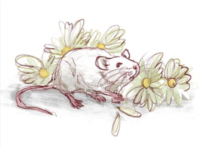 Algernon Dies