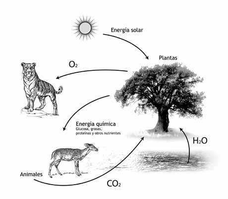 Teoría de los sistemas vivos