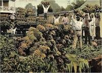 La matanza de las bananeras