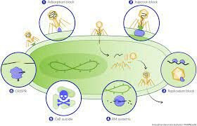 Descubrimiento de los sistemas de restricción de las bacterias