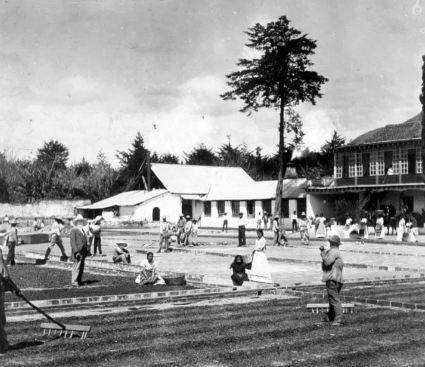 Alemanes con el 10% del Café Guatemalteco