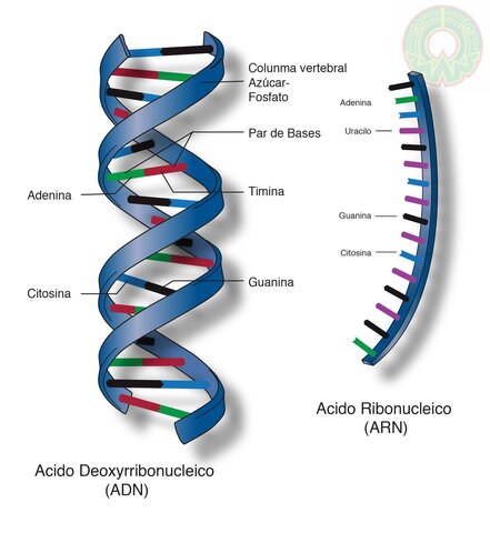 Estructura del ADN James Dewey Watson y Francis Crick