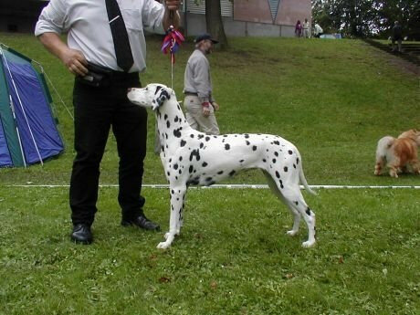 Djeany's Dinag of Dalbury's Clan