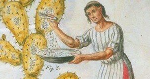 Exoneración de impuestos para la cosecha de cochinilla