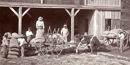 Alicientes para incentivar e impulsar la producción del café