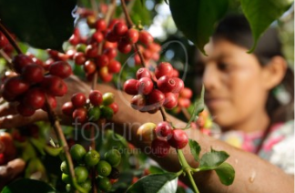 Cultivos agrícolas y aconomía