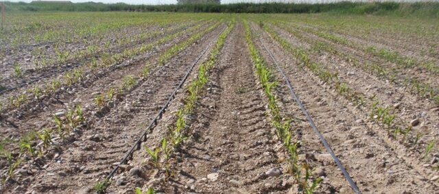 1913 a 1915 Peor momento para cultivos