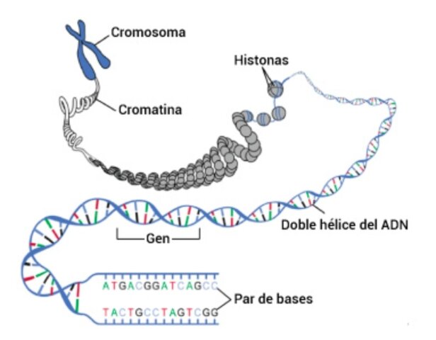 Acuñación del término "biología molecular"