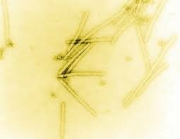 Tobamovirus