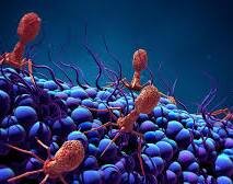 Descubrimiento de bacteriófagos