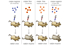 Transformación bacteriana